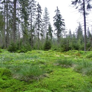 Hochmoor Skřítek und Rabštejn